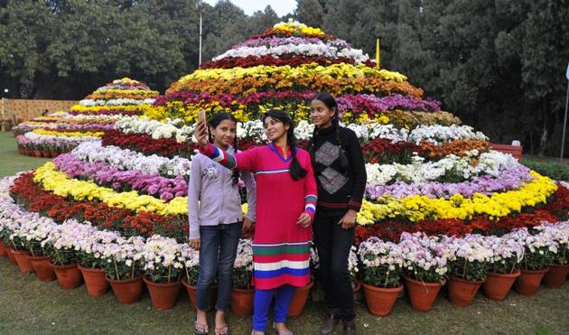 All set for the annual Chrysanthemum Show in Sector 33, Chandigarh, on Thursday. The show is from December 9 to 11. (Keshav Singh/HT)