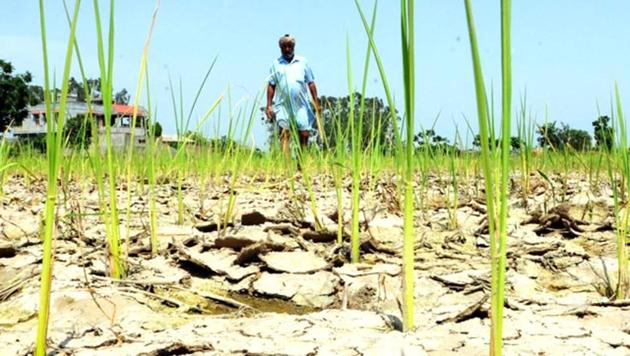 According to the data of the MP Crime Records Bureau, over 18,000 farmers have committed suicide between 2001 and 2015 in the state. (Representative photo) According to the data of the MP Crime Records Bureau, over 18,000 farmers have committed suicide between 2001 and 2015 in the state. (Representative photo)