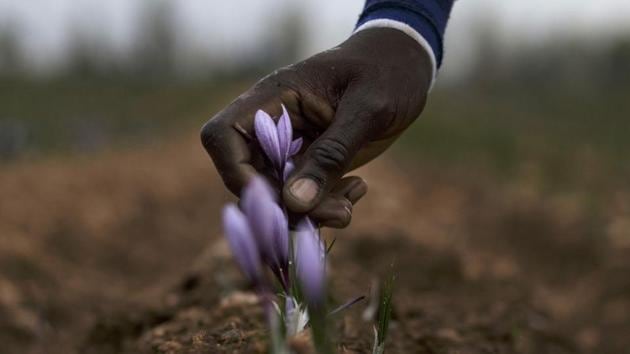 A harvester pulls up a saffron flower from its root at one of the Molineta de Minaya saffron company's plots in Minaya on November 4, 2016. On the arid, wind-swept plateaux of central Spain, saffron producers are reaping profits from a return to favour of the precious spice introduced by Arabs in the Middle Ages. (AFP) A harvester pulls up a saffron flower from its root at one of the Molineta de Minaya saffron company's plots in Minaya on November 4, 2016. On the arid, wind-swept plateaux of central Spain, saffron producers are reaping profits from a return to favour of the precious spice introduced by Arabs in the Middle Ages. (AFP)