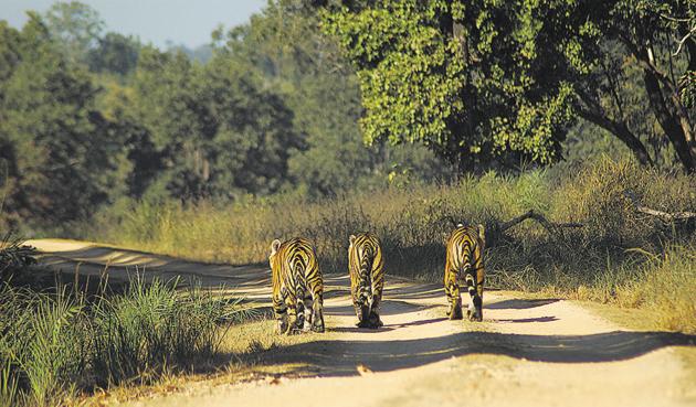 The PIL said forest officers did not seek mandatory permission before erecting the fencing and before setting up tiger safaris.(Pic for representation) The PIL said forest officers did not seek mandatory permission before erecting the fencing and before setting up tiger safaris.(Pic for representation)
