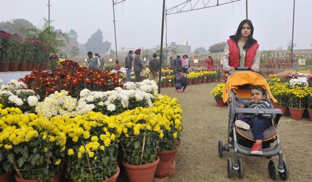 At the chrysanthemum show at PAU in Ludhiana. (Jagtinder Singh Grewal/HT)