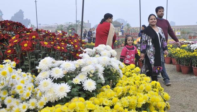 At the chrysanthemum show at PAU in Ludhiana. (Jagtinder Singh Grewal/HT)
