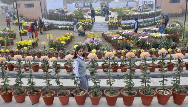 At the chrysanthemum show at PAU in Ludhiana. (Jagtinder Singh Grewal/HT)