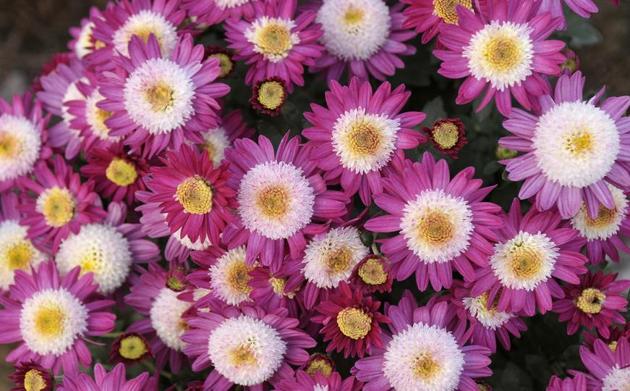 At the chrysanthemum show at PAU in Ludhiana. (Jagtinder Singh Grewal/HT)