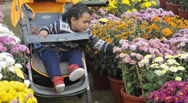 At the chrysanthemum show at PAU in Ludhiana. (Jagtinder Singh Grewal/HT)
