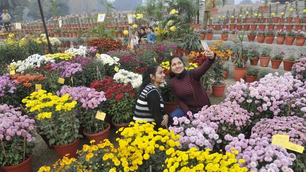 At the chrysanthemum show at PAU in Ludhiana. (Jagtinder Singh Grewal/HT)