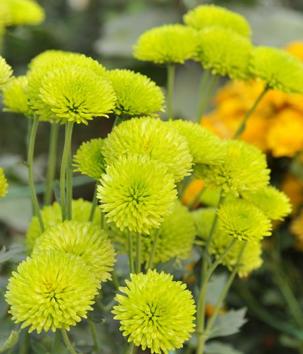 At the chrysanthemum show at PAU in Ludhiana. (Jagtinder Singh Grewal/HT)