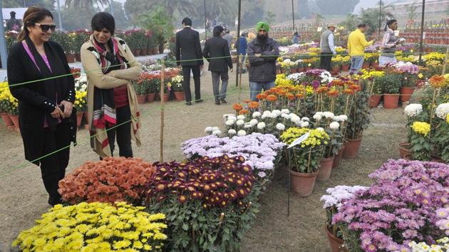 At the chrysanthemum show at PAU in Ludhiana. (Jagtinder Singh Grewal/HT)