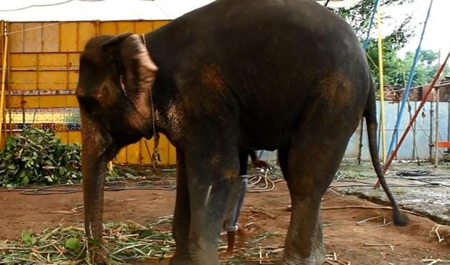 The Central Zoo Authority banned circuses from using wild animals based on such photos of animals kept in substandard conditions.