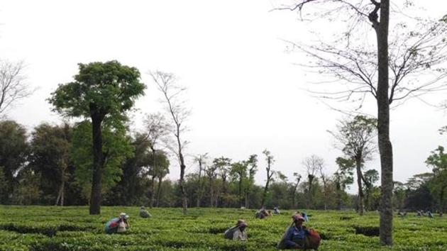 Tirrihannah Tea Estate in north Bengal suspended operations throwing about 1,500 workers out of jobs, as they could not be paid as they are traditionally paid in cash. (HT Photo) Tirrihannah Tea Estate in north Bengal suspended operations throwing about 1,500 workers out of jobs, as they could not be paid as they are traditionally paid in cash. (HT Photo)