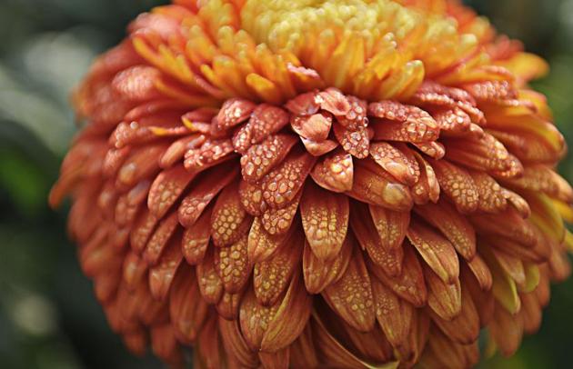 At the chrysanthemum show in Sector 33, Chandigarh, on Friday, December 9. (Karun Sharma/HT)