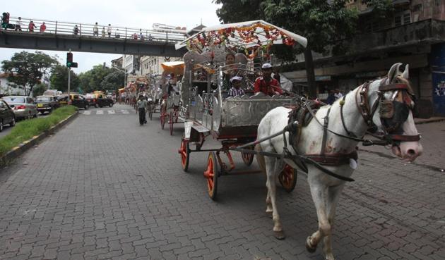 An AWBI report stated the horses were in a very poor condition, and had protruding rib cages and pelvic bones, swollen joints and anaemia An AWBI report stated the horses were in a very poor condition, and had protruding rib cages and pelvic bones, swollen joints and anaemia