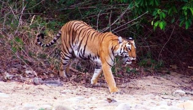 The union ministry of environment, forest and climate change has sent an advisory to the chief wildlife wardens and forest secretaries of all states urging them to take steps in and around the national parks and sanctuaries so that the forests could be kept clean of garbage. (HT Photo) The union ministry of environment, forest and climate change has sent an advisory to the chief wildlife wardens and forest secretaries of all states urging them to take steps in and around the national parks and sanctuaries so that the forests could be kept clean of garbage. (HT Photo)