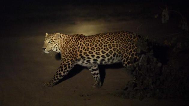 The leopard was first captured on camera on November 21 in the Yamuna Biodiversity Park, Delhi. (HT Photo) The leopard was first captured on camera on November 21 in the Yamuna Biodiversity Park, Delhi. (HT Photo)