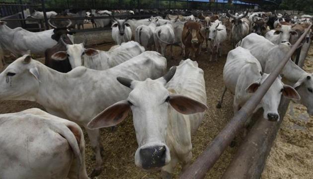 The Gopal Gaosadan Harveli in New Delhi. Six amplifiers have been installed across the cattle shelter in Rajasthan’s Sikar district to ensure that the four-legged listeners do not miss a single note of the music. (Raj K Raj/Hindustan Times) The Gopal Gaosadan Harveli in New Delhi. Six amplifiers have been installed across the cattle shelter in Rajasthan’s Sikar district to ensure that the four-legged listeners do not miss a single note of the music. (Raj K Raj/Hindustan Times)