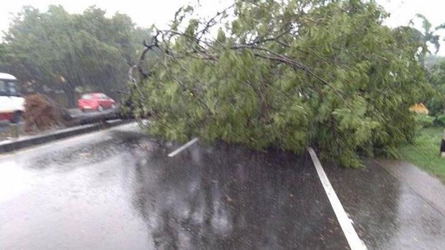 A tree uprooted by heavy winds. (Twitter/ Dinesh Jayapalan ) A tree uprooted by heavy winds. (Twitter/ Dinesh Jayapalan )