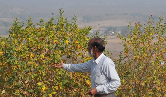 Parijat tree store