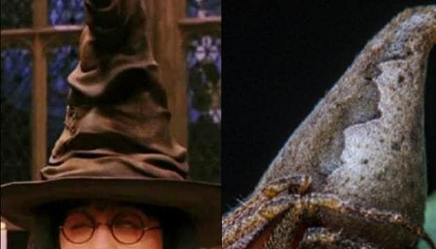 The spider is uniquly shaped like the magical artifact, the Sorting Hat, which features in J K Rowling’s Harry Potter series. The spider is uniquly shaped like the magical artifact, the Sorting Hat, which features in J K Rowling’s Harry Potter series.