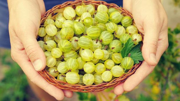 Gooseberry: It is popularly known for its nutritional value, extensively used in natural cosmetic products. It helps in detoxification and acts as a blood purifier which makes skin look radiant and clear. (Shutterstock) Gooseberry: It is popularly known for its nutritional value, extensively used in natural cosmetic products. It helps in detoxification and acts as a blood purifier which makes skin look radiant and clear. (Shutterstock)