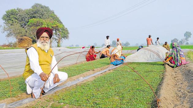 Nursery owner Nek Singh Khokh’s sales have dropped over the past month since buyers are low on cash. (Anil Dayal/Hindustan Times) Nursery owner Nek Singh Khokh’s sales have dropped over the past month since buyers are low on cash. (Anil Dayal/Hindustan Times)
