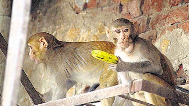 The south agency has once employee to catch monkeys. (Raj K RAJ/HT FILE) The south agency has once employee to catch monkeys. (Raj K RAJ/HT FILE)