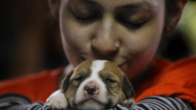 Experts say that pets should be considered a main source of support in the management of long-term mental health problems. (For representation only)(Kalpak Pathak/HT Photo)