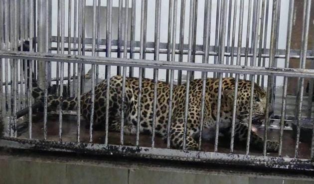 The leopard was spotted roaming inside the Yamuna Biodiversity Park last month. It was trapped near Jagatpur village, located in the periphery of the park, early Saturday morning. The leopard was spotted roaming inside the Yamuna Biodiversity Park last month. It was trapped near Jagatpur village, located in the periphery of the park, early Saturday morning.