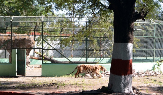 Tigress Jamuna walking back towards its enclosure from the buffer zone at Kamla Nehru Zoo in Indore on Monday.(Arun Mondhe/HT photo)
