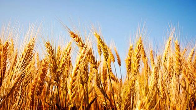 This decrease in production can lead to a sharp increase in the price of food products. (HT Photo) This decrease in production can lead to a sharp increase in the price of food products. (HT Photo)
