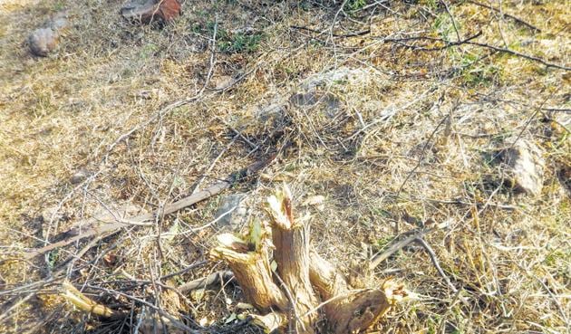 As many as 30 trees were chopped from a one-acre plot in Mangar forest area, 20 kilometres from the city.