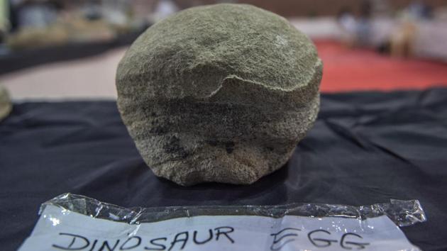 Egged on: A dinosaur egg too is on display. (SATISH BATE/HT PHOTO) 