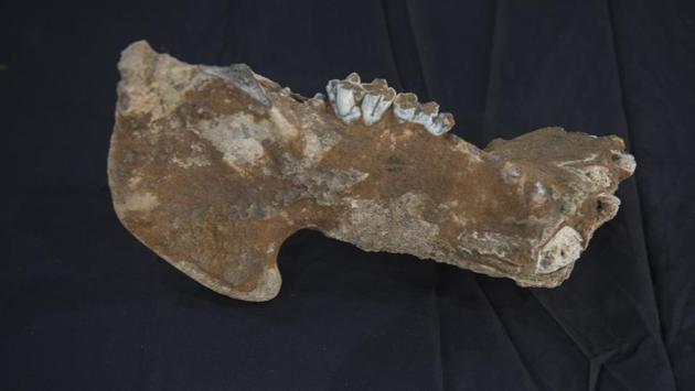 Baring one’s teeth: A look at a dinosaur’s teeth from the Jurassic era. (SATISH BATE/HT PHOTO) 