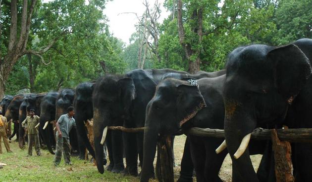 The elephant show, which is scheduled to start next year, will be held 3-5 pm daily. (HT file) The elephant show, which is scheduled to start next year, will be held 3-5 pm daily. (HT file)