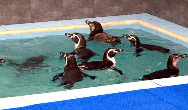 The Brihanmumbai Municipal Corporation has extended the deadline by another 15 days — from December 15 to December 30 — to build the enclosure for the penguins. (HT) The Brihanmumbai Municipal Corporation has extended the deadline by another 15 days — from December 15 to December 30 — to build the enclosure for the penguins. (HT)