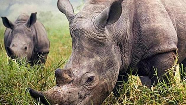 Poachers armed with AK-47 kill another rhino in Kaziranga; toll rises ...