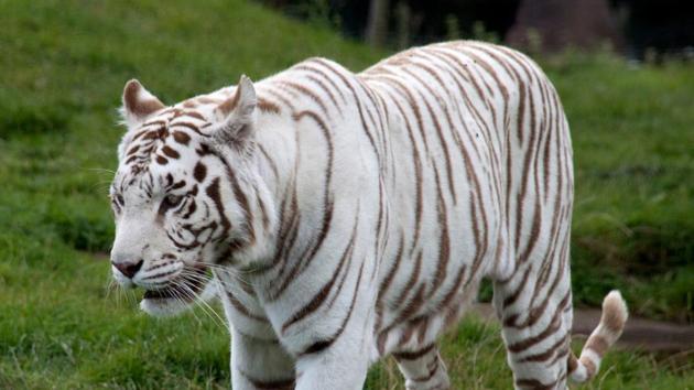Radha, who had suffered severe injuries after she was attacked by a tiger inside the zoo last month, succumbed to her injuries on December 6. (HT photo) Radha, who had suffered severe injuries after she was attacked by a tiger inside the zoo last month, succumbed to her injuries on December 6. (HT photo)