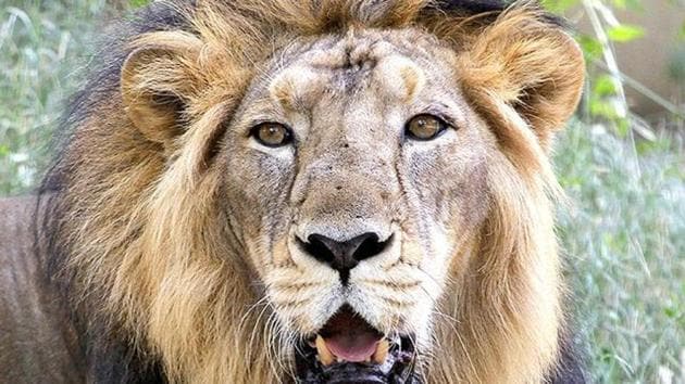 File photo of an Asiatic lion in Gujarat's Gir sanctuary. (AP) File photo of an Asiatic lion in Gujarat's Gir sanctuary. (AP)