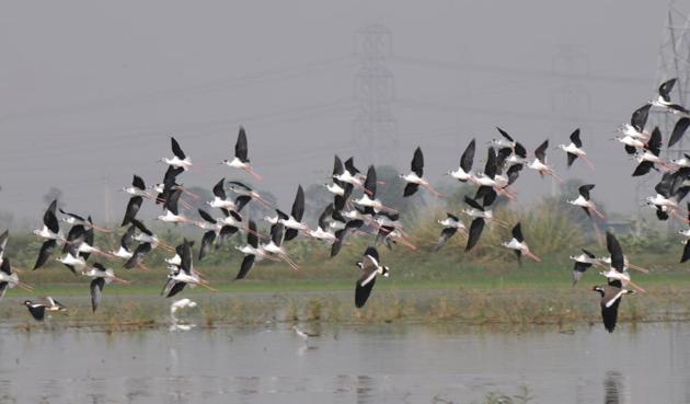 The region is witnessing a large influx of birds and over 300 species have been spotted in and around Gurgaon. (Parveen Kumar/HT File Photo) The region is witnessing a large influx of birds and over 300 species have been spotted in and around Gurgaon. (Parveen Kumar/HT File Photo)