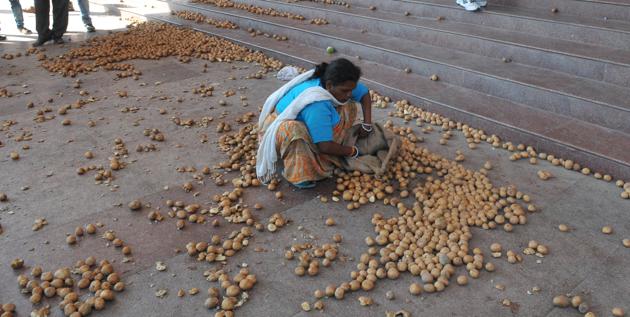 Indore, India - Dec. 16, 2016: A women employee picks up potatoes strewn on Collector office in Indore. (HT/ PHOTO) Indore, India - Dec. 16, 2016: A women employee picks up potatoes strewn on Collector office in Indore. (HT/ PHOTO)