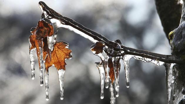 Icicles hang from trees as the sun makes an appearance in Springfield, Oregon on the morning of December 16. In Eugene, a local utility reported that roughly 15,000 customers were still without power Friday as branches continued to snap in what's considered Lane County's worst ice storm in years. (Chris Pietsch / The Register-Guard via AP) Icicles hang from trees as the sun makes an appearance in Springfield, Oregon on the morning of December 16. In Eugene, a local utility reported that roughly 15,000 customers were still without power Friday as branches continued to snap in what's considered Lane County's worst ice storm in years. (Chris Pietsch / The Register-Guard via AP)