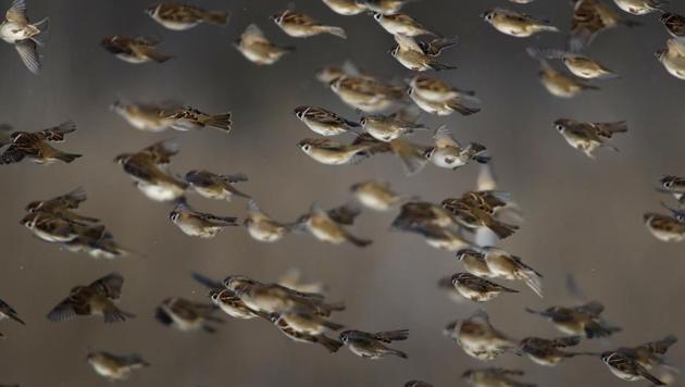 Sparrows fly as they feed in a field on the outskirts of Minsk, Belarus, on Monday, December 12. Temperatures in Belarus reached around -6 Celsius (21 degrees Fahrenheit). (Sergei Grits / AP) Sparrows fly as they feed in a field on the outskirts of Minsk, Belarus, on Monday, December 12. Temperatures in Belarus reached around -6 Celsius (21 degrees Fahrenheit). (Sergei Grits / AP)