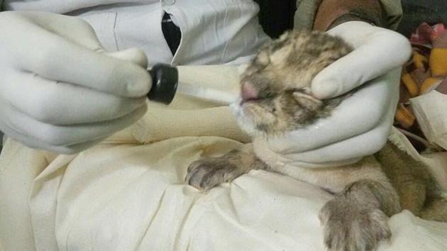 A veterinary doctor from Jodhpur’s Machiya Safari Park is attending the cub abandoned by its mother.(HT Photo)