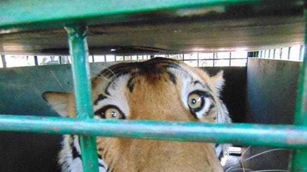 Helped by low levels of water in the numerous rivers in the winter that run through the area, tigers in the Sunderbans regularly stray in human habitations.(HT Photo)