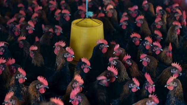 The six victims working at a poultry farm in Britain, aged 19 to 58, had sought compensation for injuries, unpaid wages and breaches of health and safety. (REUTERS) The six victims working at a poultry farm in Britain, aged 19 to 58, had sought compensation for injuries, unpaid wages and breaches of health and safety. (REUTERS)