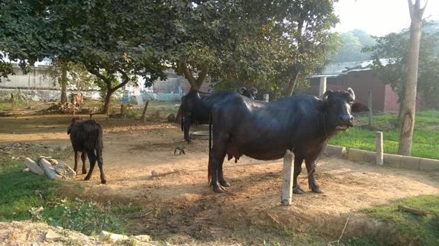 The Huda workers also submitted pictures they had clicked as a proof, that show seven to eight buffaloes tethered to poles at the two water-boosting stations. (HT Photo) The Huda workers also submitted pictures they had clicked as a proof, that show seven to eight buffaloes tethered to poles at the two water-boosting stations. (HT Photo)
