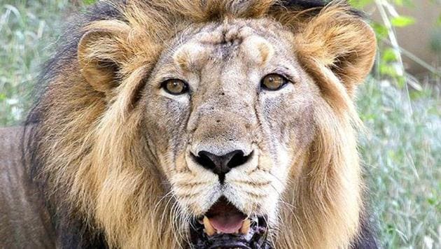 Activist Fayaz Khudsar had approached the apex court on the basis of a WII study, released in 2001, that Palpur-Kuno was best suited for Asiatic lions’ relocation.(File photo)