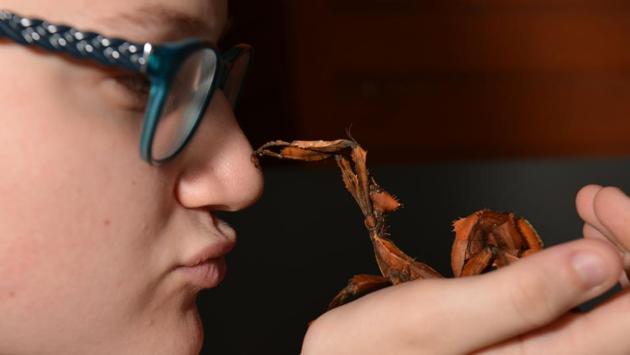17 year-old Olivia Fitzer holding a stick insect at a pet store in Sydney. (Peter Parks/AFP)