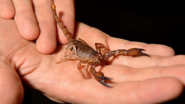 Reptile manger Ben Dessen holding a Flinders Ranges scorpion, the biggest scorpion species in Australia, at a pet store in Sydney. (Peter Parks/AFP)
