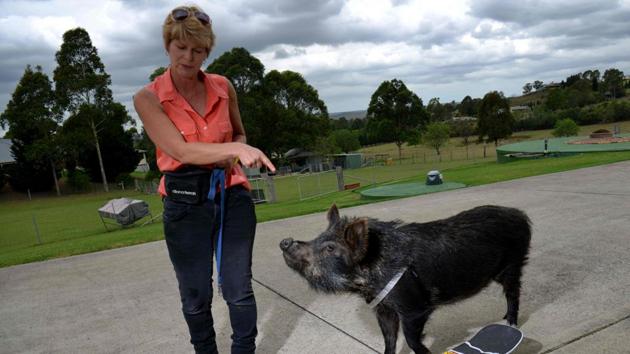 Ann Harris plays with her pet, an Australian miniature pig "Coco" on her property on the outskirts of Sydney. (Peter Parks/AFP)