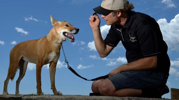 James Bornstein with his pet Dingo named ‘Kimba’ during her daily walk on a beach on the outskirts of Sydney. (Peter Parks/AFP)